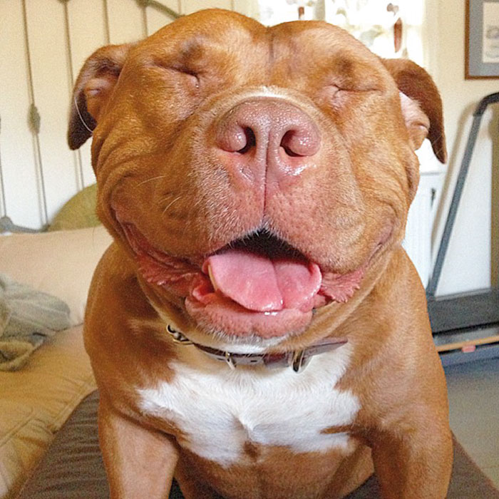 perro-pitbull-rescatado-sonrisa-instagram-meaty (7)