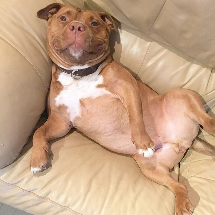 perro-pitbull-rescatado-sonrisa-instagram-meaty (8)