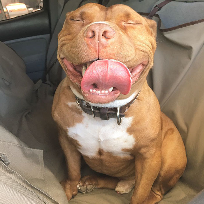 perro-pitbull-rescatado-sonrisa-instagram-meaty (9)