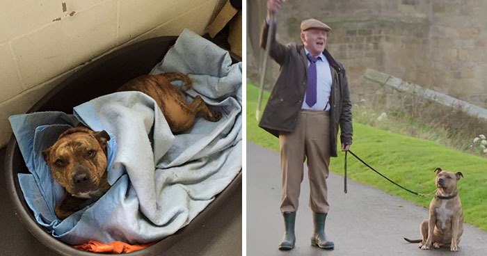 El perro más solitario del mundo participa en la película Transformers 5 trabajando con Anthony Hopkins