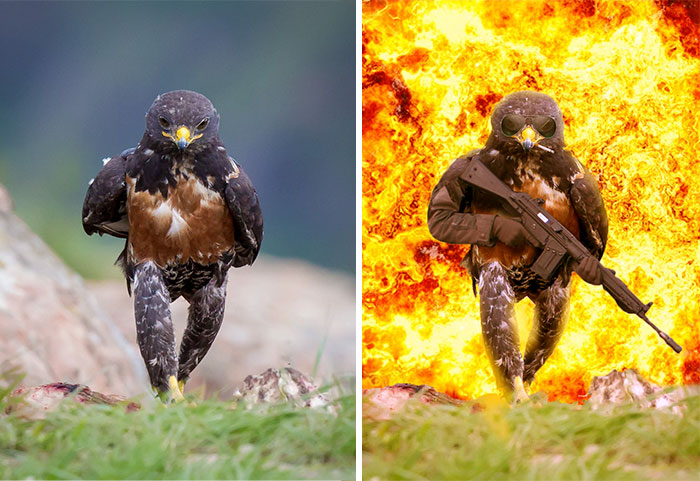 Este rudo halcón desata la más intensa batalla de photoshop existente