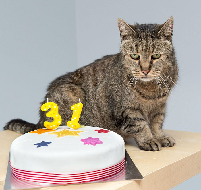 El gato más viejo del mundo tiene 31 años y aún le quedan vidas