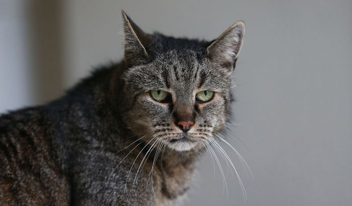 El gato más viejo del mundo tiene 31 años y aún le quedan vidas