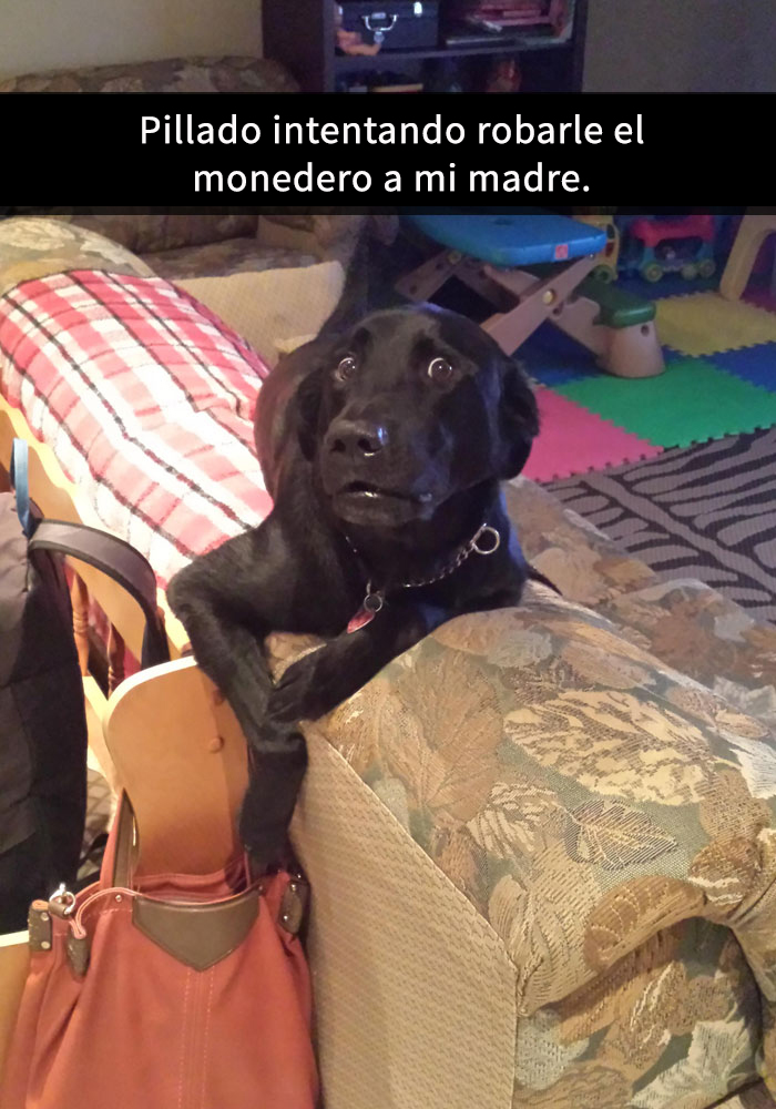 15 Divertidos snapchats con perros con los que es imposible no reírse