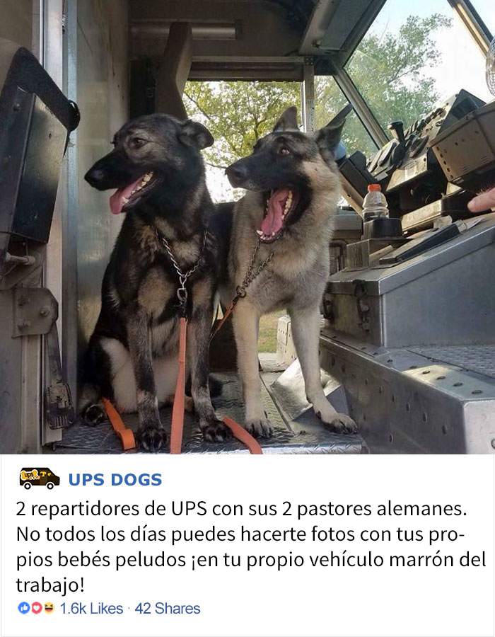 Resulta que los conductores de UPS tienen un grupo de Facebook con los perros que se encuentran en ruta, y te alegrará el día