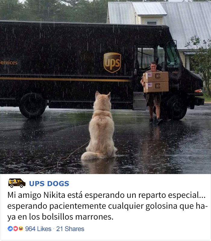 Resulta que los conductores de UPS tienen un grupo de Facebook con los perros que se encuentran en ruta, y te alegrará el día