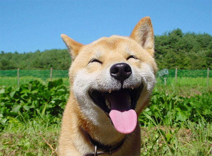 Un Perro Feliz