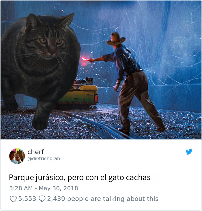 Este gato increíblemente musculoso conquista internet, y sus memes son divertidísimos