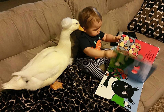 Este pato se convierte en el protector de este niño y le sigue por doquier  | Bored Panda