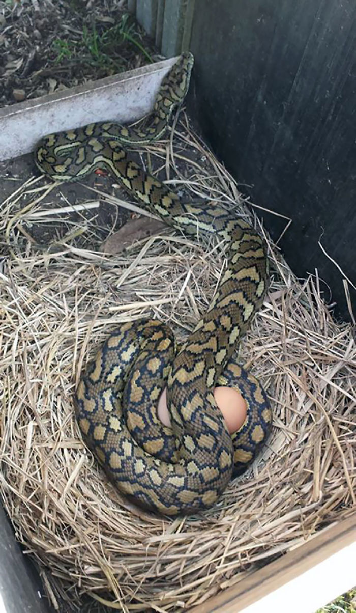 Mi Esposa Me Pidió Que Comprobara Si Los Pollos Pusieron Huevos. Voy A Decir Que No