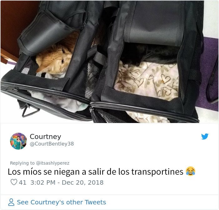 Alguien compartió una foto de su gato escondiéndose del veterinario, e internet respondió con sus propias y divertidas fotos