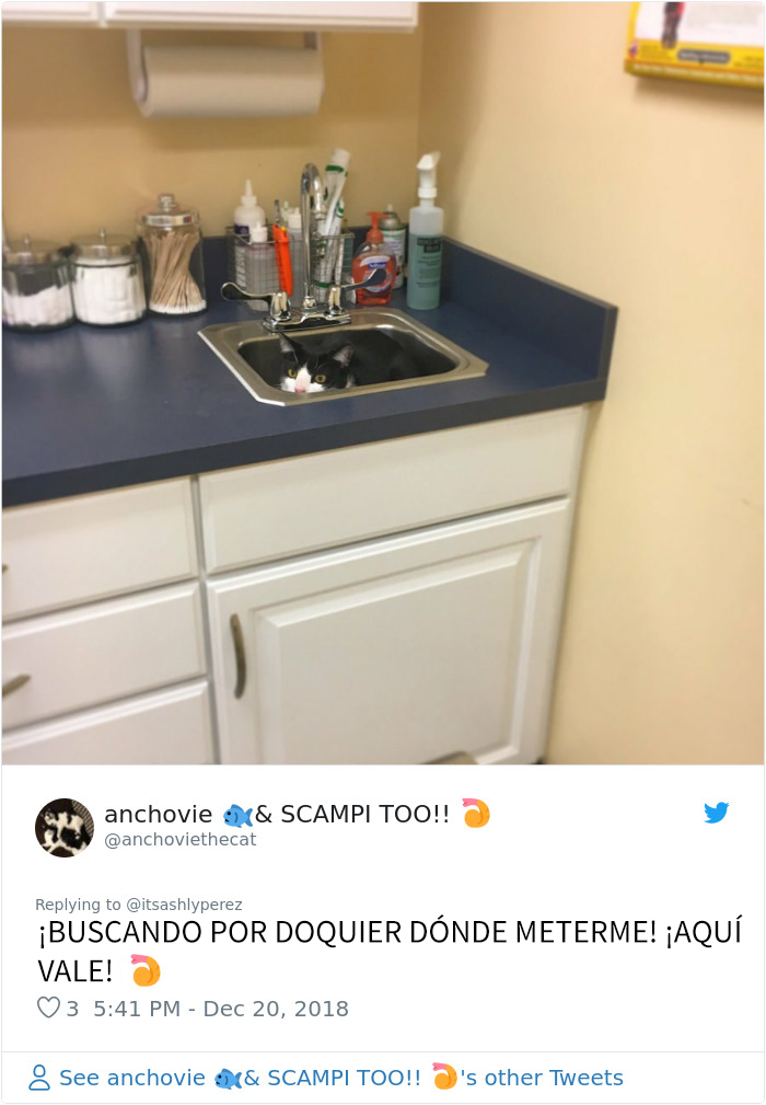 Alguien compartió una foto de su gato escondiéndose del veterinario, e internet respondió con sus propias y divertidas fotos