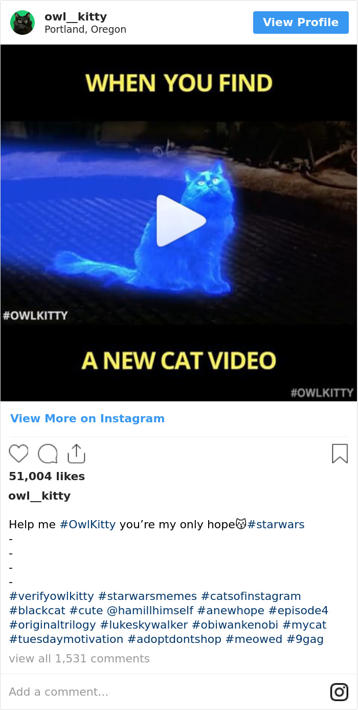 Cuando Descubres Un Nuevo Vídeo De Gatos