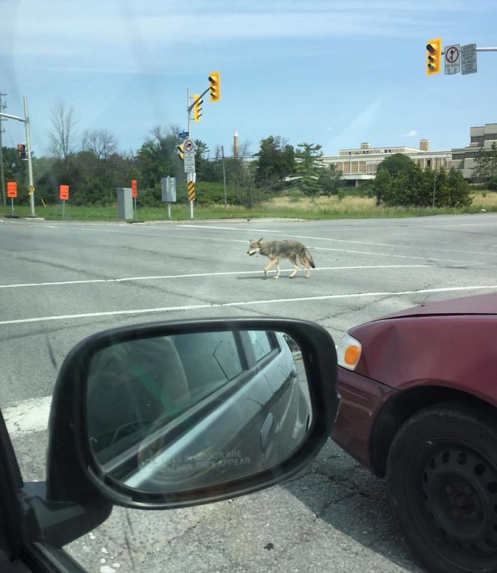 Coyote Cruzando La Calle En Ottawa Siguiendo Las Normas
