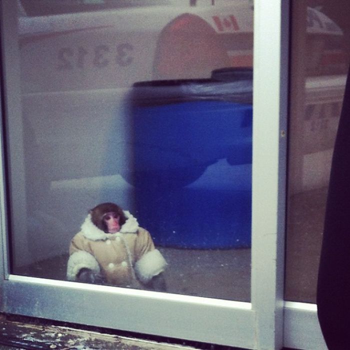 Alguien Ha Perdido A Su Mono En El IKEA De Toronto