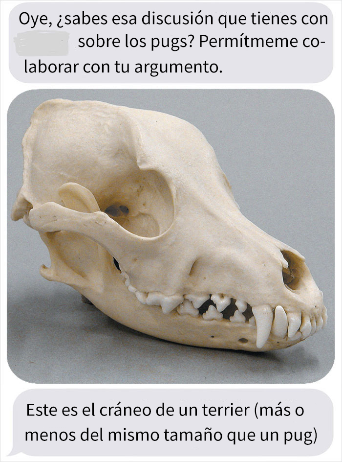 Esta comparación de cráneos de perro muestra por qué es crueldad animal adquirir pugs de pura raza