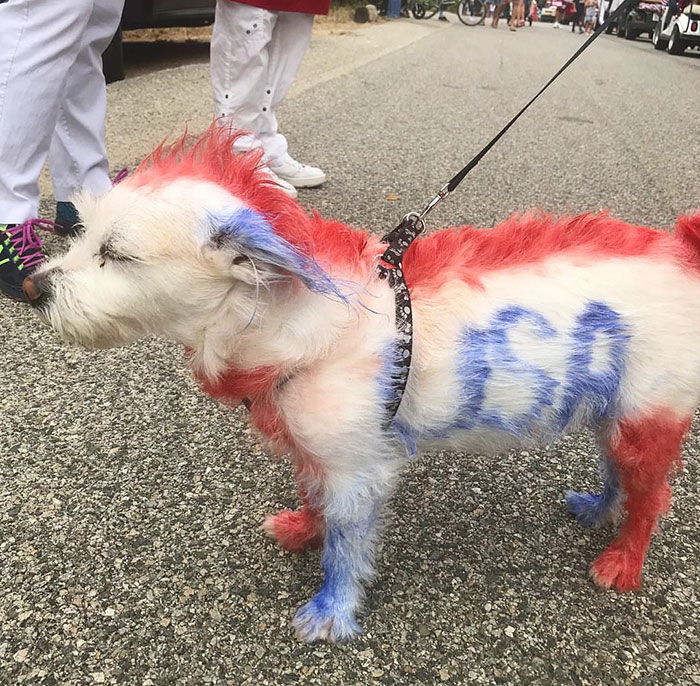 Pintar A Tu Perro Con Sprays Para Que Parezca Patriótico