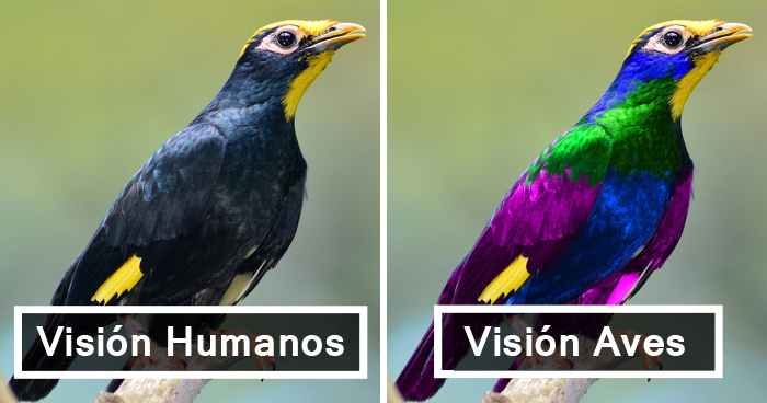 Así Es Cómo Ven El Mundo Los Pájaros Comparado Con los Humanos Y Es Alucinante