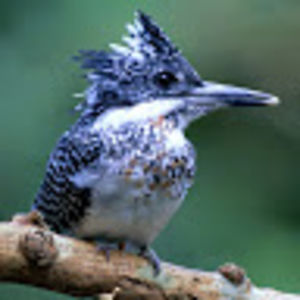 guillermowelch avatar