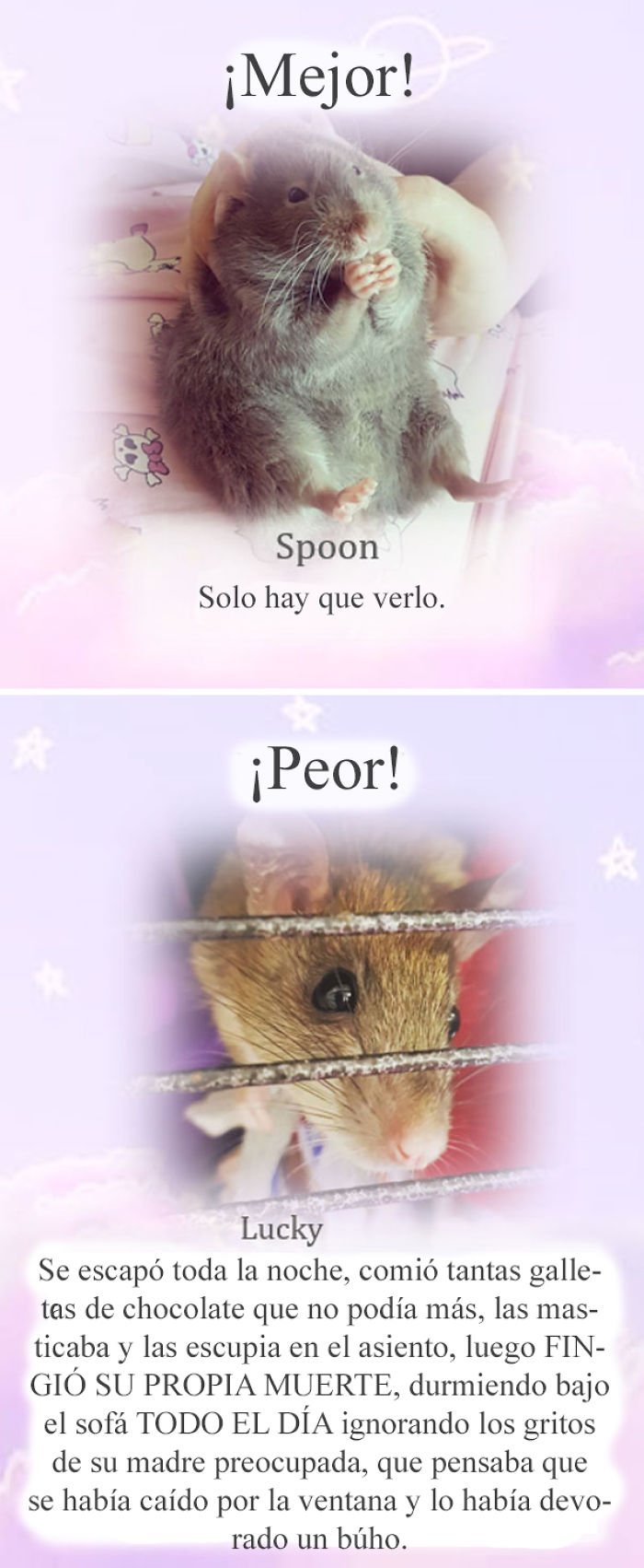 Este santuario para ratas avergüenza a las ratas más desobedientes, y sus travesuras son divertidísimas