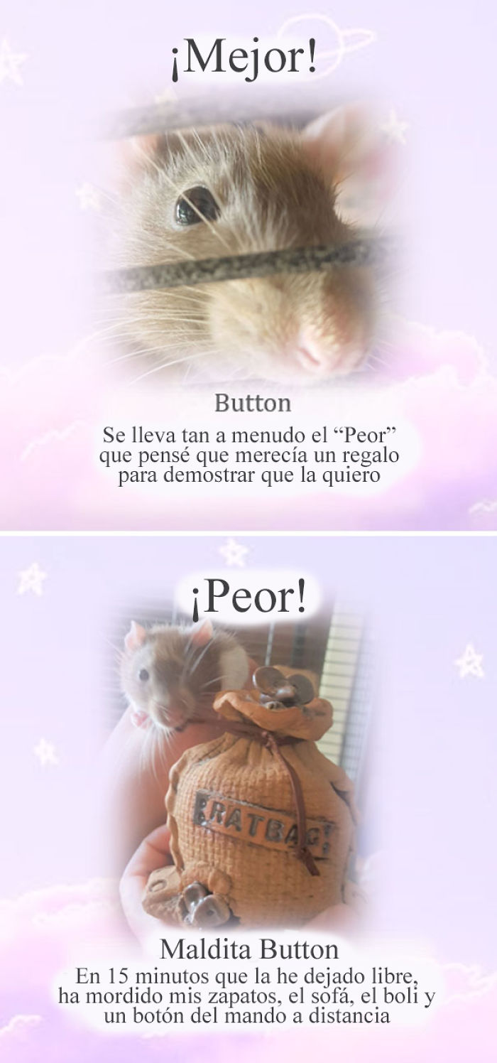 Este santuario para ratas avergüenza a las ratas más desobedientes, y sus travesuras son divertidísimas