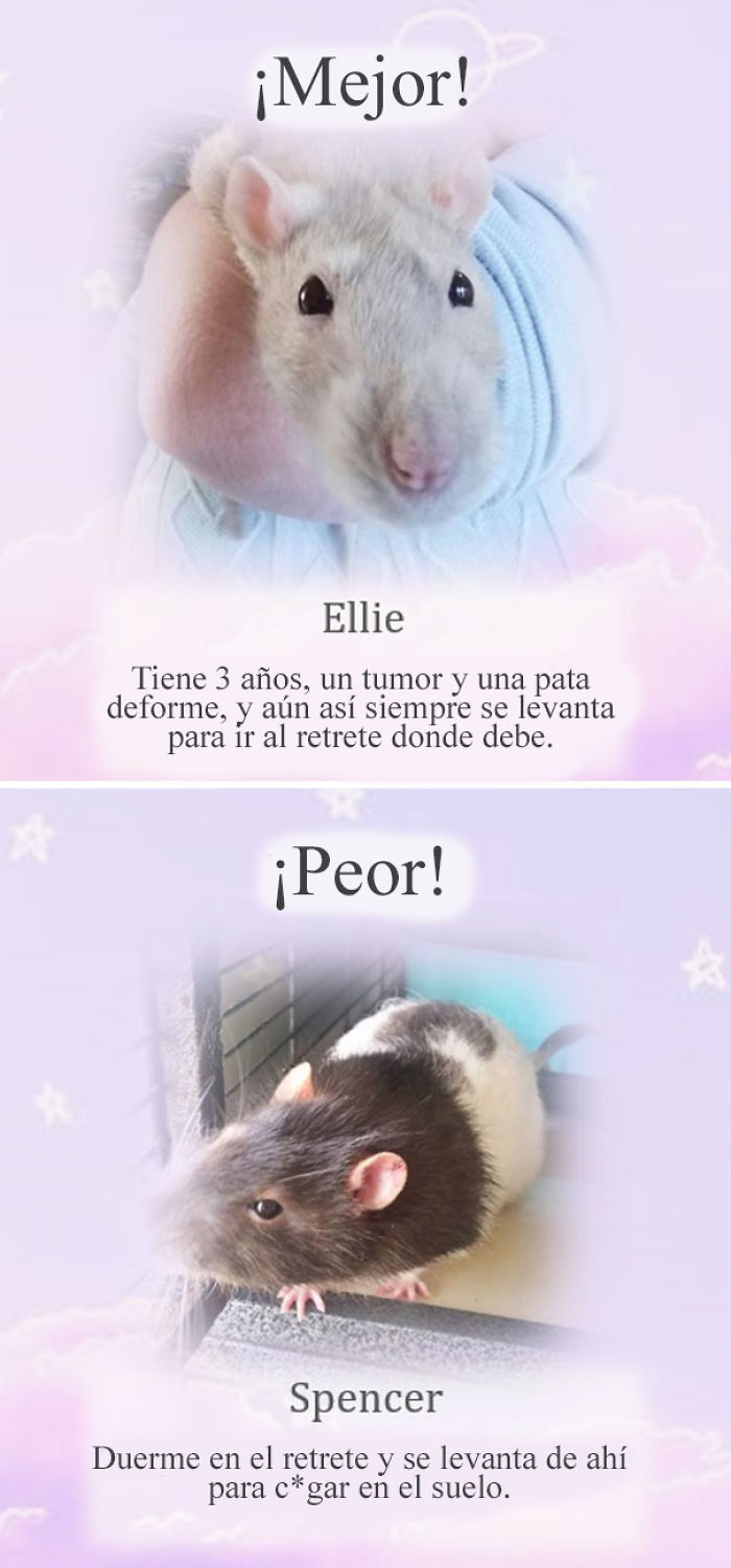 Este santuario para ratas avergüenza a las ratas más desobedientes, y sus travesuras son divertidísimas