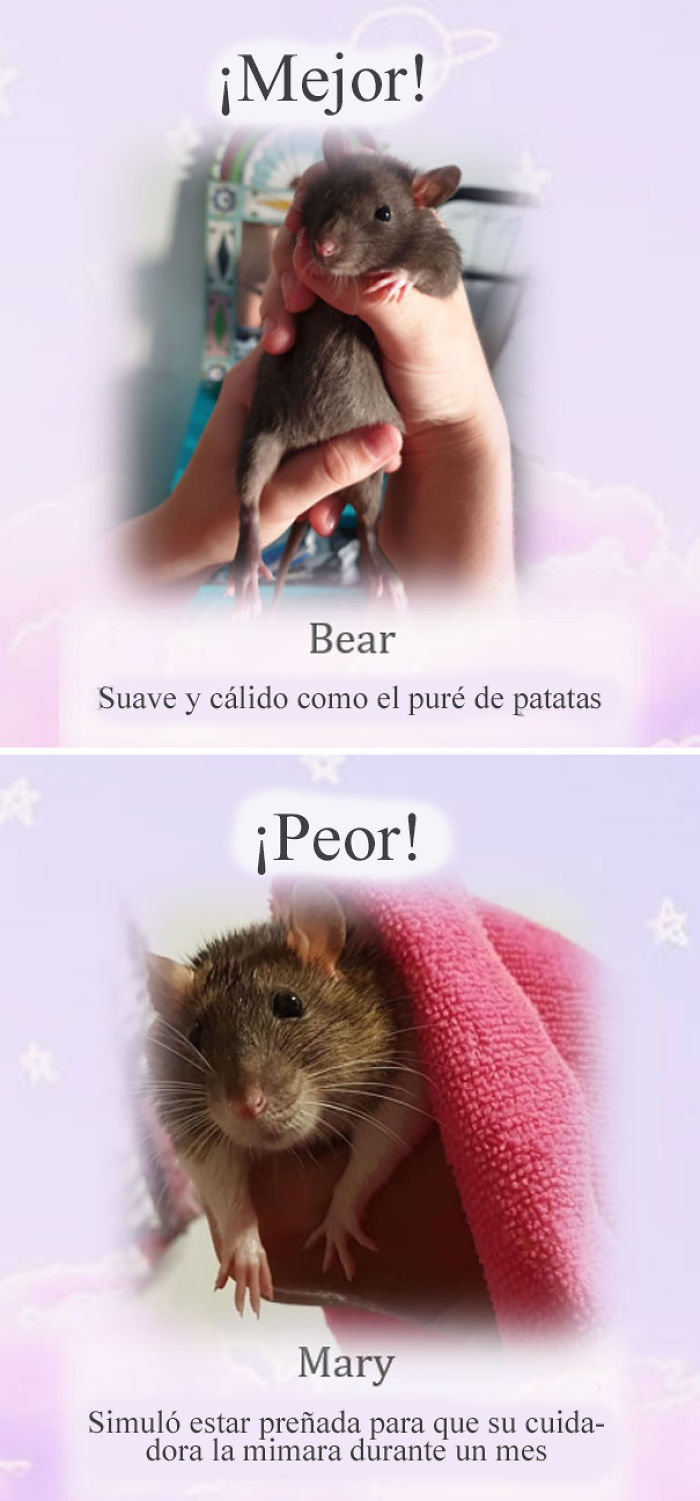 Este santuario para ratas avergüenza a las ratas más desobedientes, y sus travesuras son divertidísimas