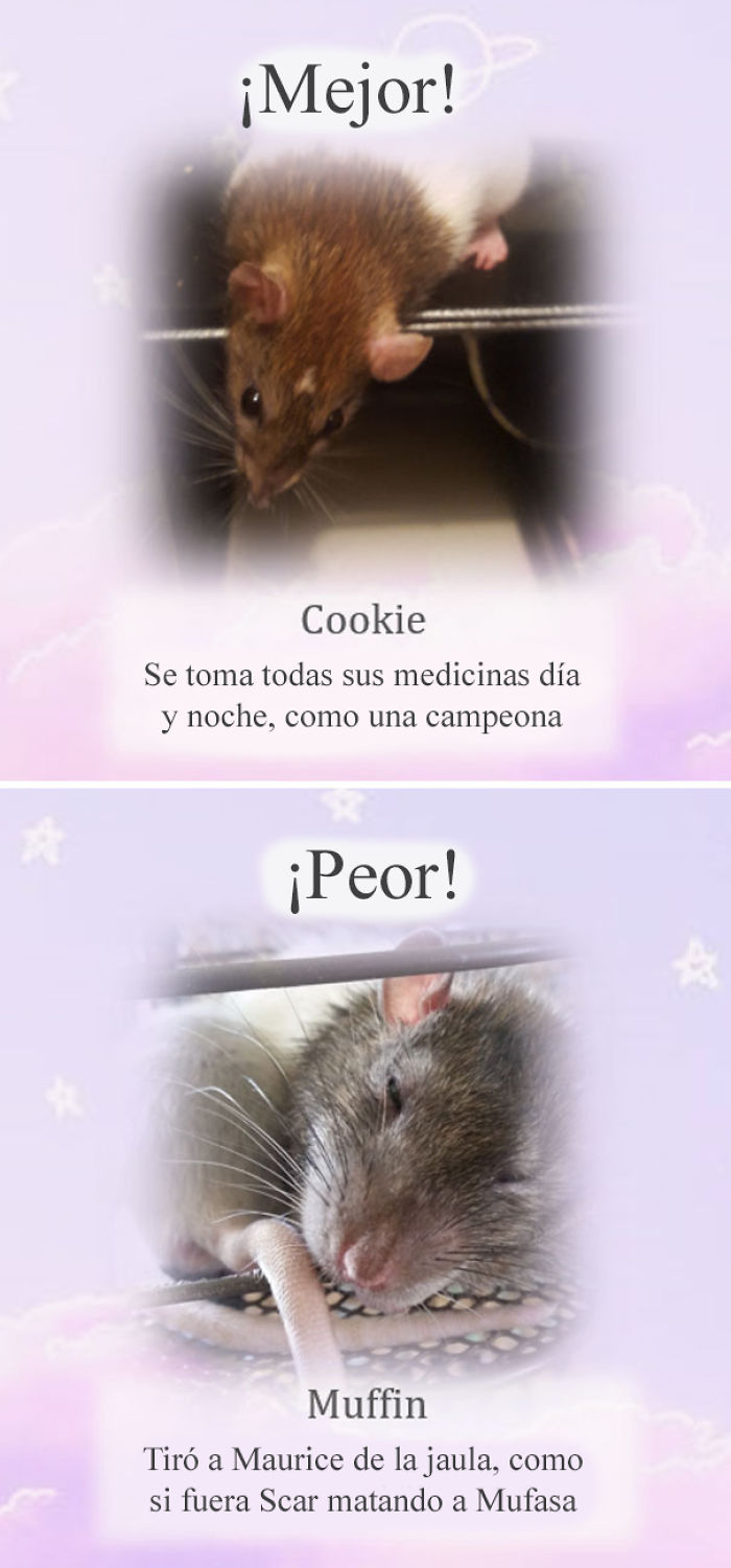 Este santuario para ratas avergüenza a las ratas más desobedientes, y sus travesuras son divertidísimas