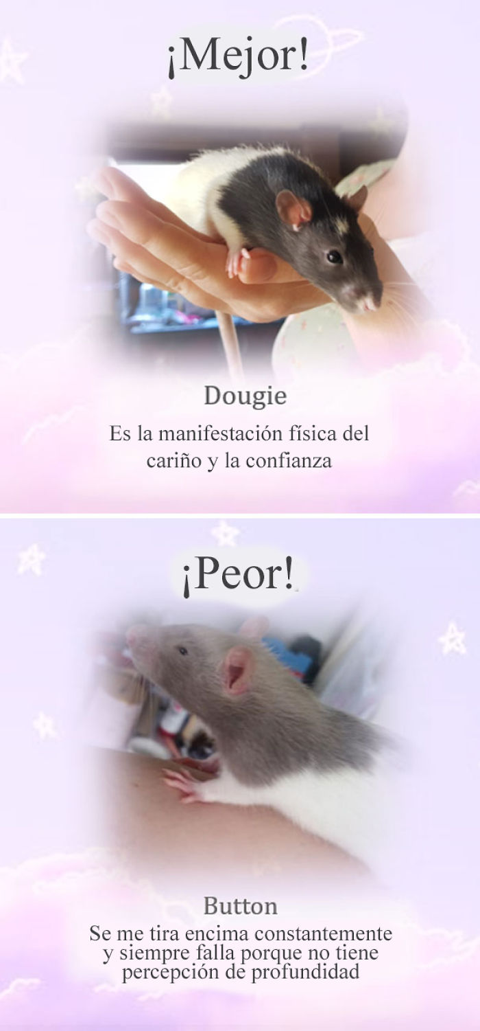 Este santuario para ratas avergüenza a las ratas más desobedientes, y sus travesuras son divertidísimas