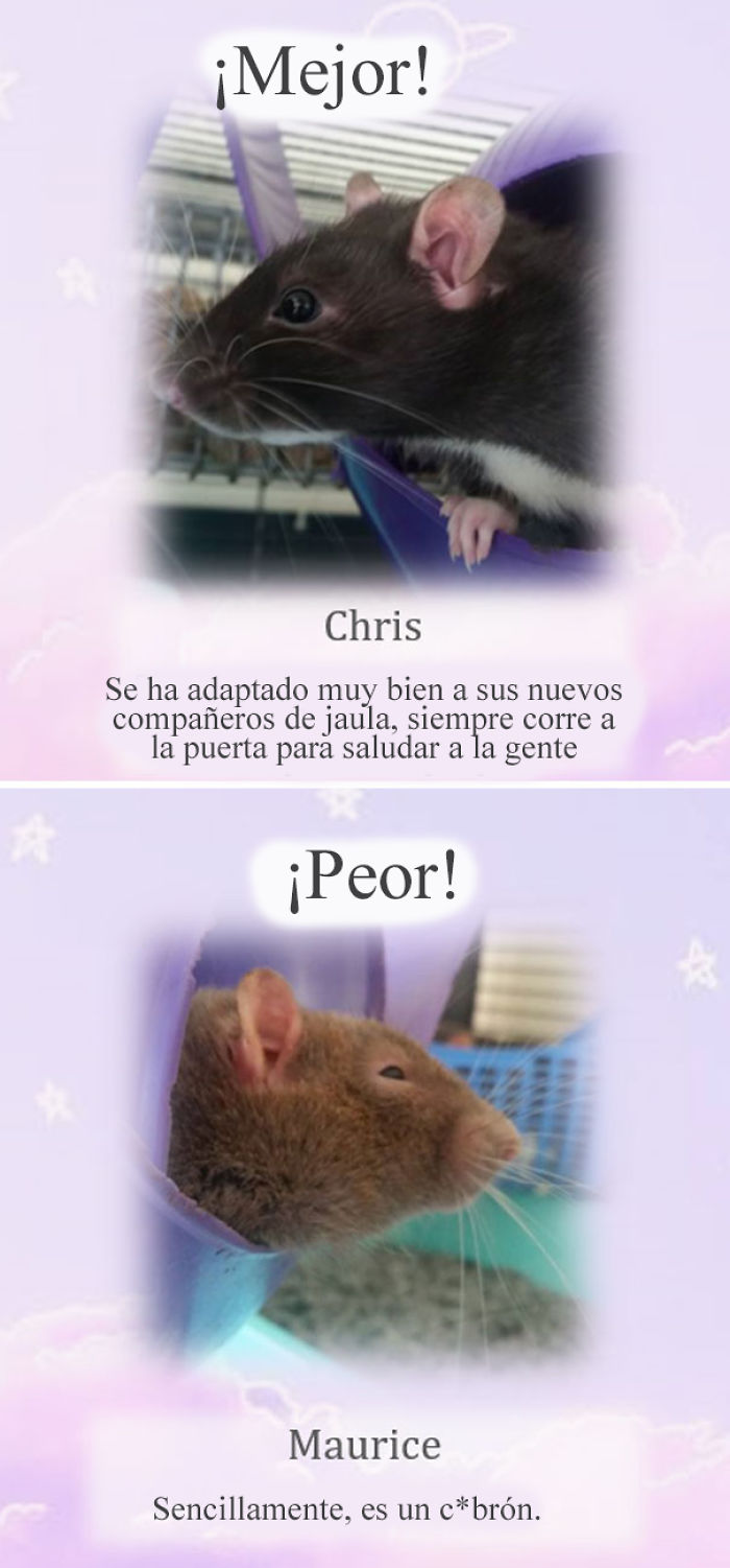 Este santuario para ratas avergüenza a las ratas más desobedientes, y sus travesuras son divertidísimas