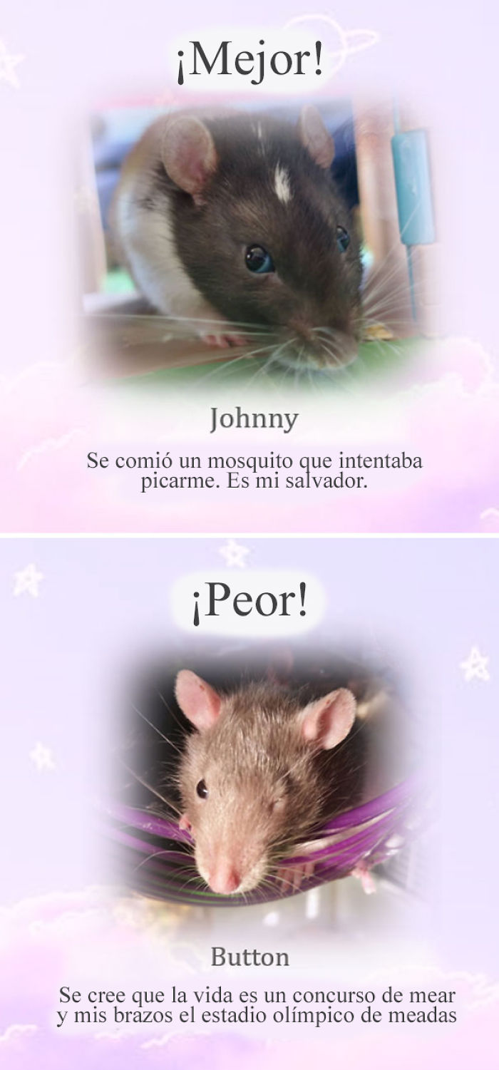 Este santuario para ratas avergüenza a las ratas más desobedientes, y sus travesuras son divertidísimas