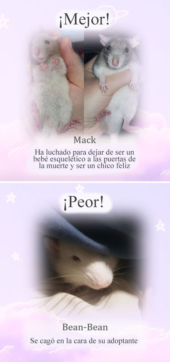 Este santuario para ratas avergüenza a las ratas más desobedientes, y sus travesuras son divertidísimas