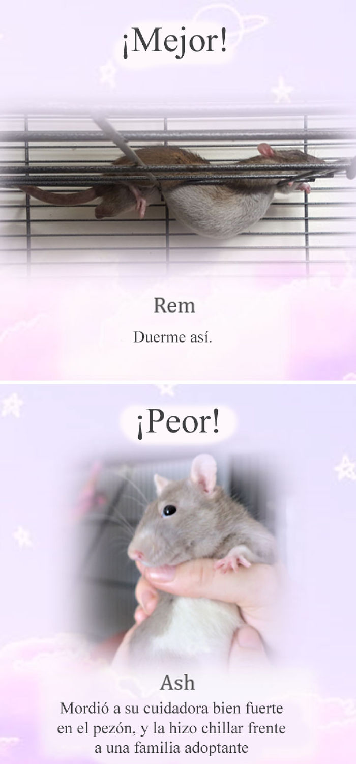 Este santuario para ratas avergüenza a las ratas más desobedientes, y sus travesuras son divertidísimas