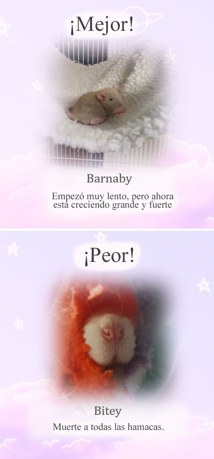 Este santuario para ratas avergüenza a las ratas más desobedientes, y sus travesuras son divertidísimas