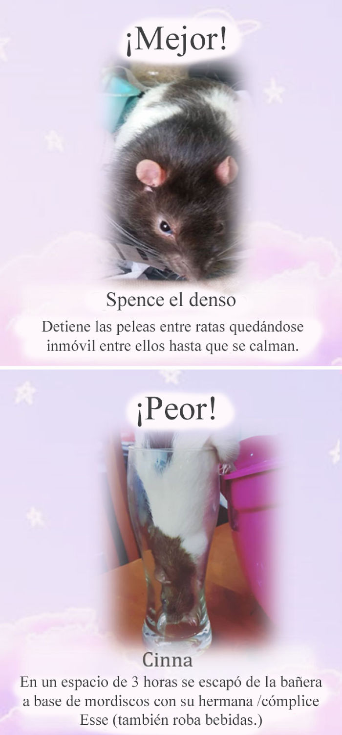 Este santuario para ratas avergüenza a las ratas más desobedientes, y sus travesuras son divertidísimas