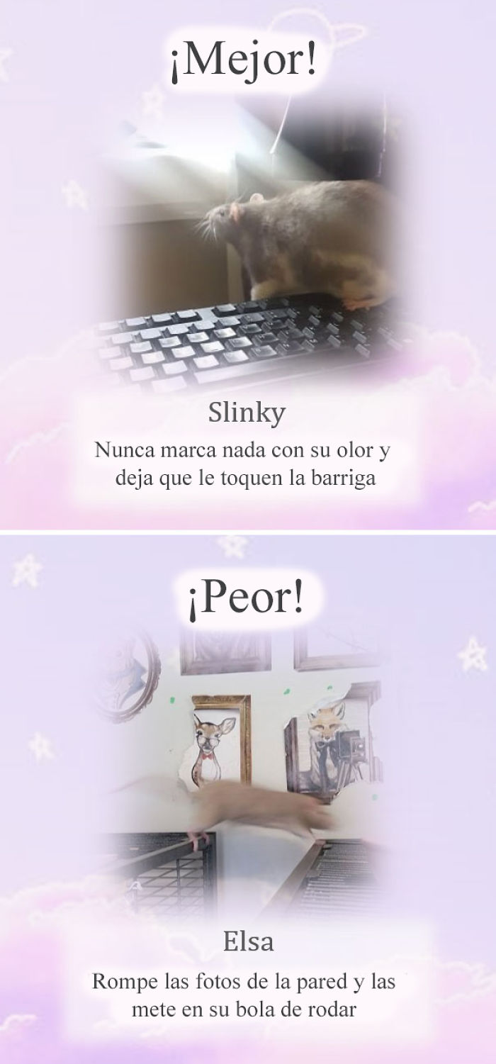 Este santuario para ratas avergüenza a las ratas más desobedientes, y sus travesuras son divertidísimas