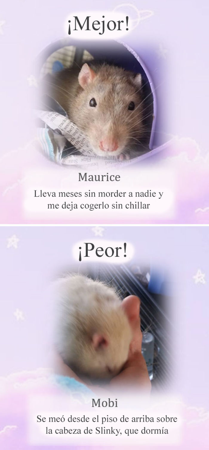 Este santuario para ratas avergüenza a las ratas más desobedientes, y sus travesuras son divertidísimas