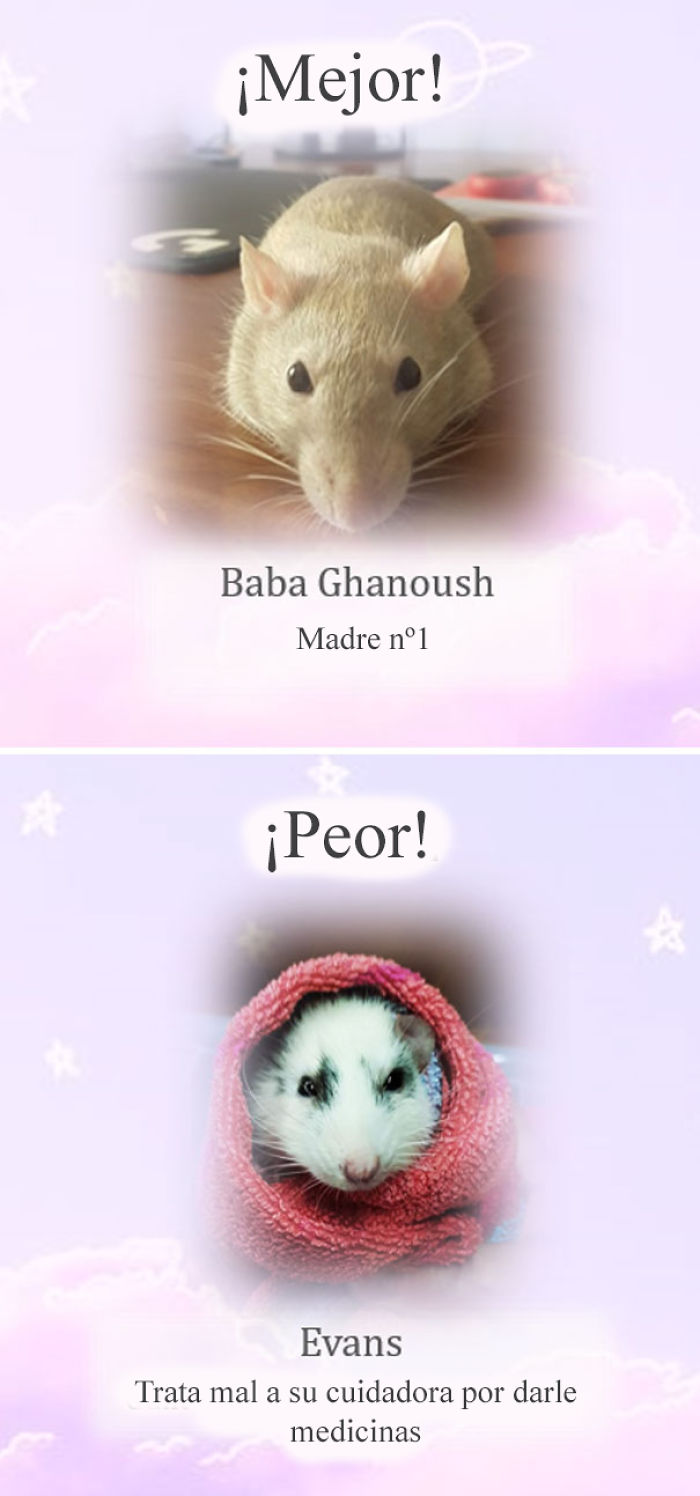 Este santuario para ratas avergüenza a las ratas más desobedientes, y sus travesuras son divertidísimas