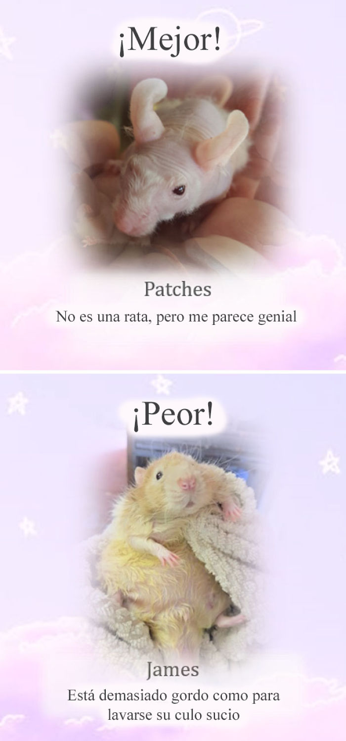 Este santuario para ratas avergüenza a las ratas más desobedientes, y sus travesuras son divertidísimas