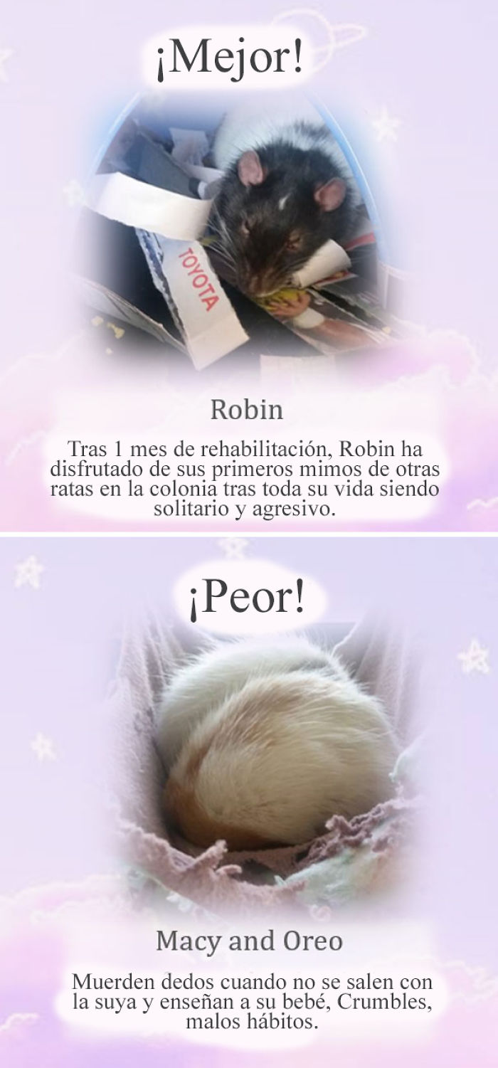 Este santuario para ratas avergüenza a las ratas más desobedientes, y sus travesuras son divertidísimas