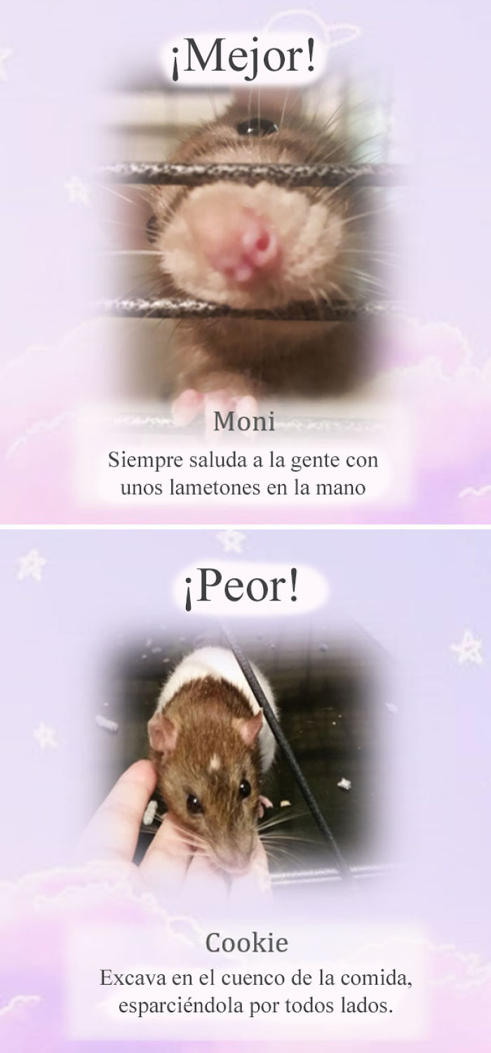 Este santuario para ratas avergüenza a las ratas más desobedientes, y sus travesuras son divertidísimas