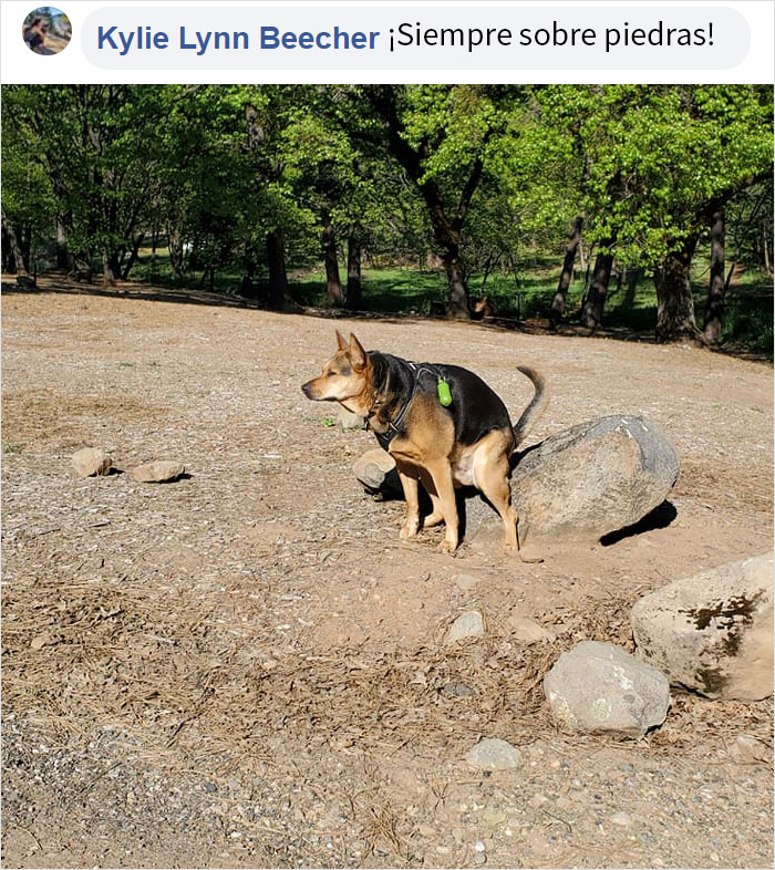 Este hombre preguntó si otros perros también hacen caca en posturas extrañas como el suyo, y recibió 35 fotos como respuesta