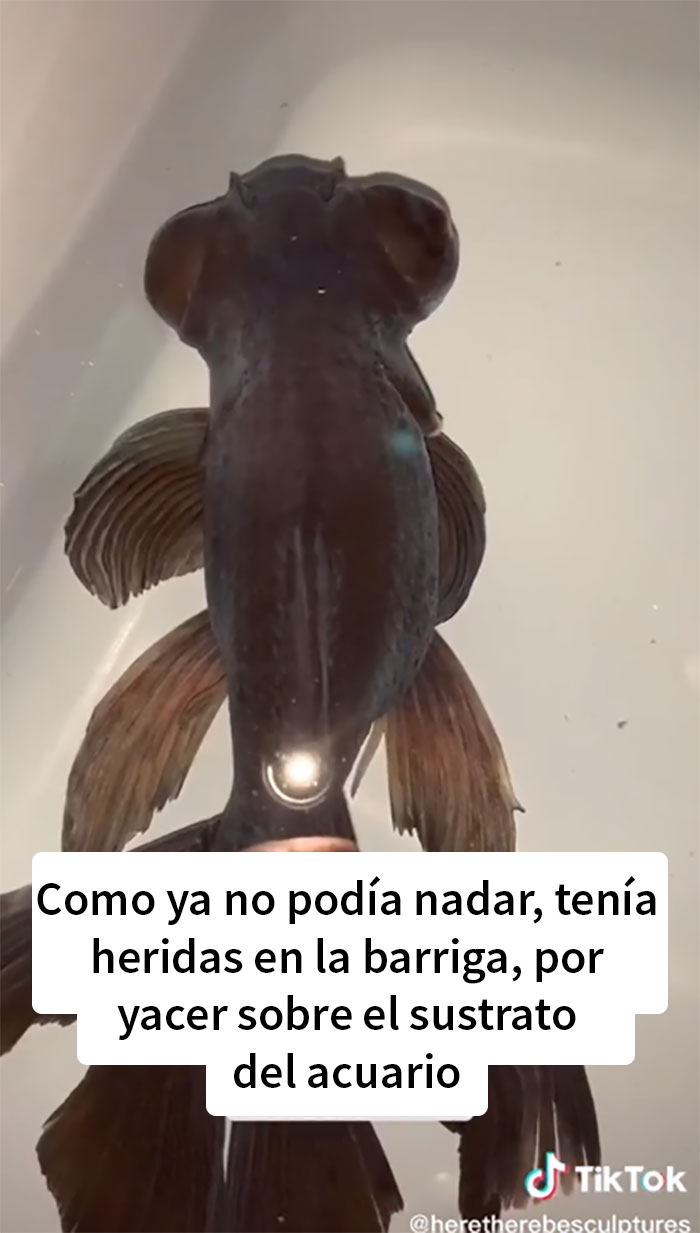 Este pez moribundo fue devuelto a la tienda de mascotas, y esta persona lo cuidó hasta que recobró la salud