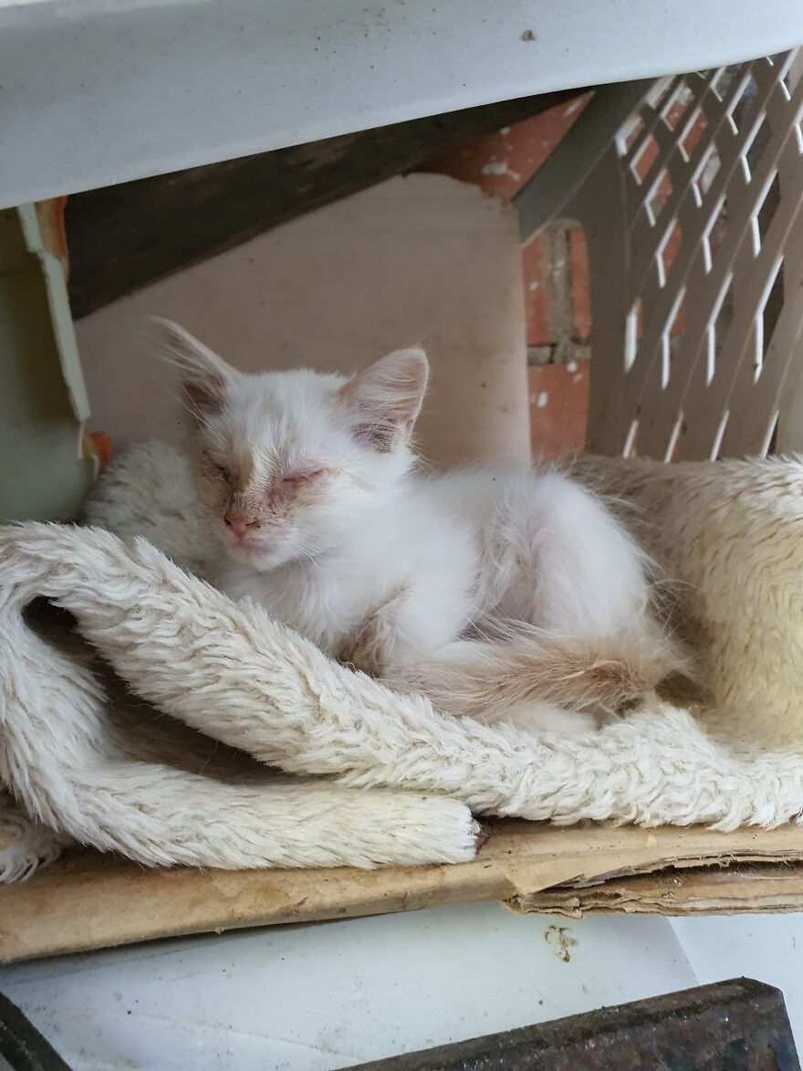 Thelma, Abandonada Por Su Madre Y Por La Dueña De La Casa Donde Vivia Thelma, Abandonada Por Su Madre Y Por La Dueña De La Casa Donde Vivia