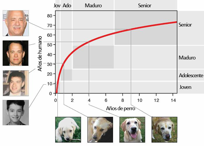 Este veterinario explica cómo contar los años de los perros, y parece que 1 año humano no equivale a 7 años en un perro