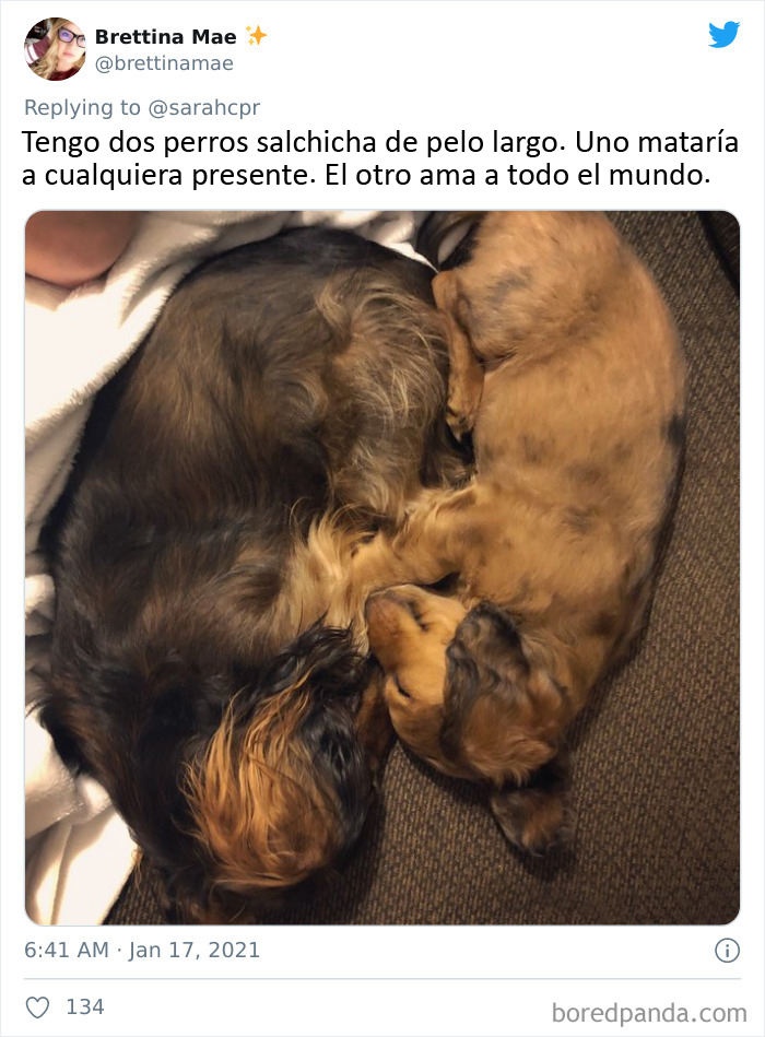 30 Tweets By Dachshund Owners About How It Feels To Have Such Personalities As Pets
