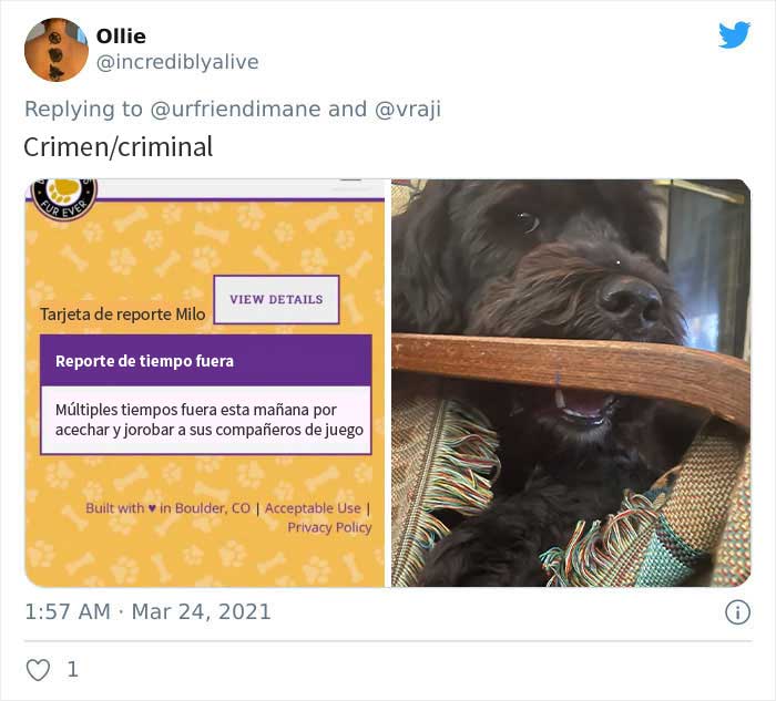 19 Crimes And Criminals Caught By Their Owners, As Shared In This Twitter Thread
