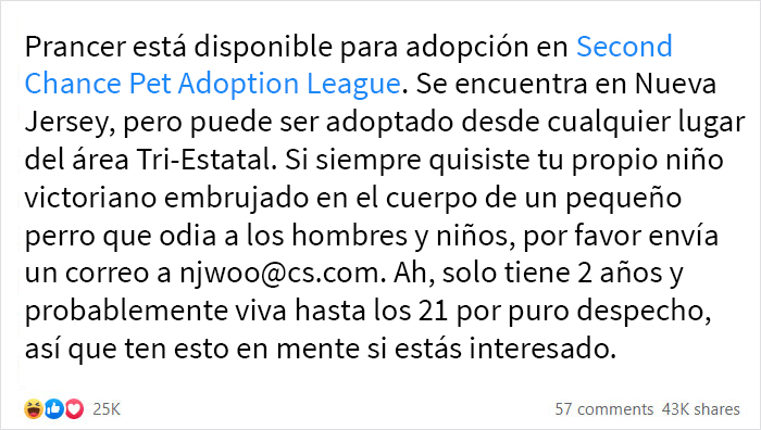 Esta campaña de adopción revela todos los defectos de este chihuahua endemoniado y se vuelve viral