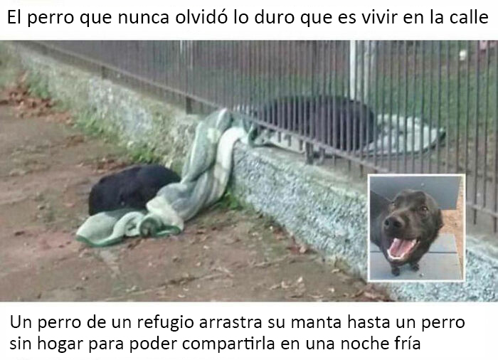 Un perro rescatado arrastra su manta hasta un perro sin hogar para que puedan compartirla en una noche fría