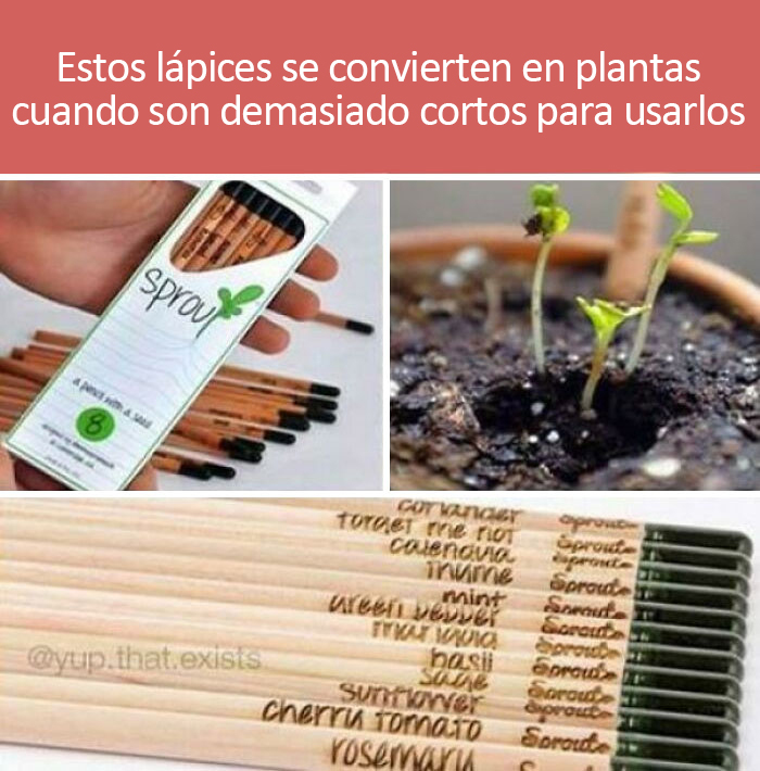 Lápices que se pueden plantar y convertir en especias de cocina cuando son demasiado pequeños para usarlos